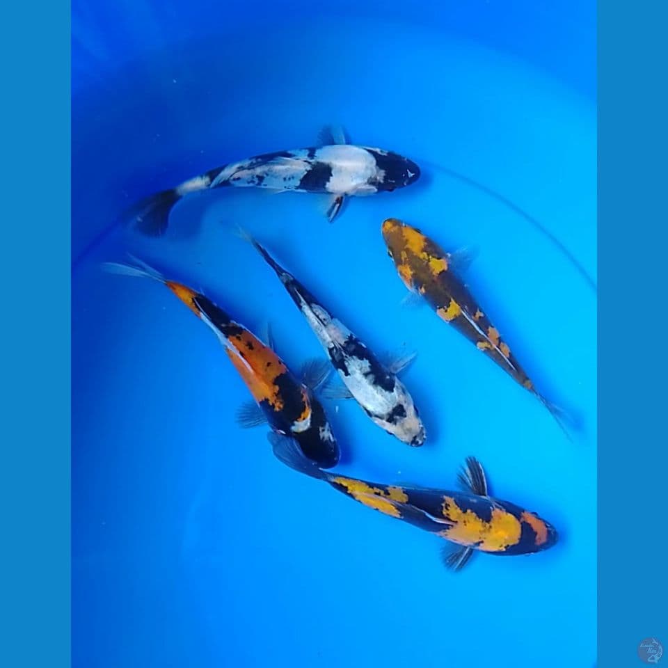 showa shiro doitshu size 16.17cm