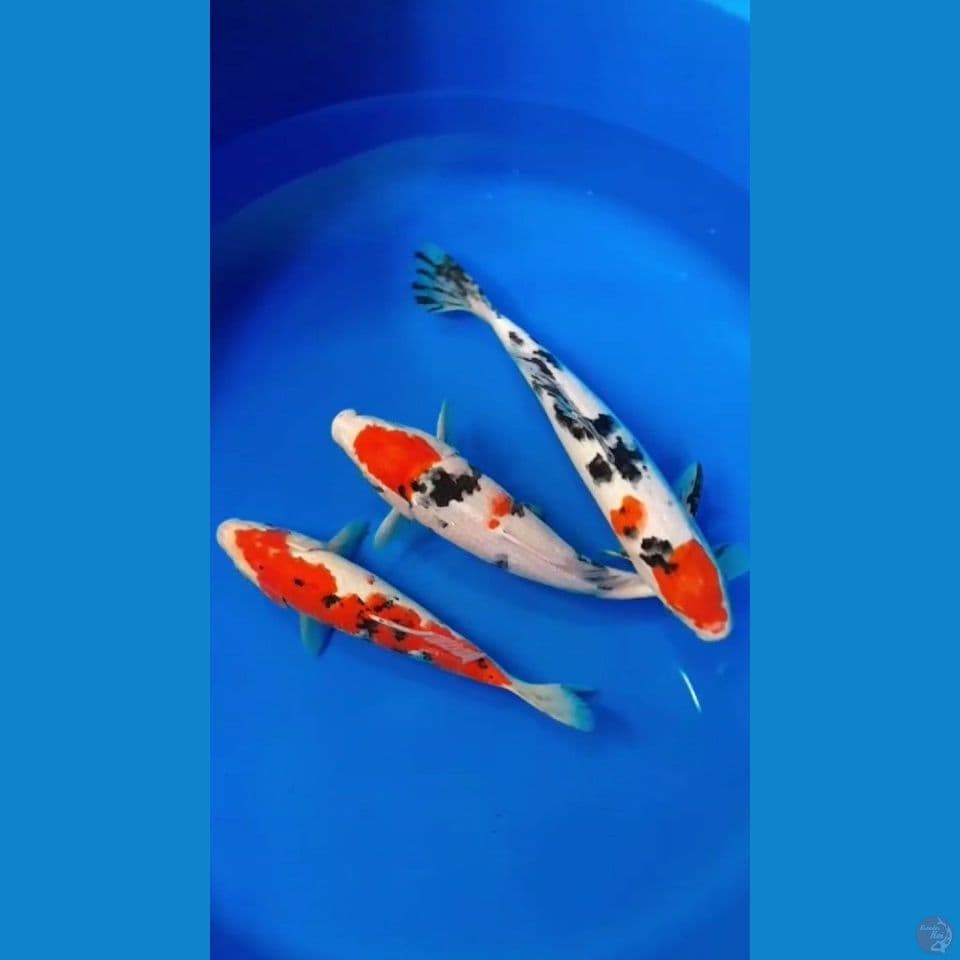 Mix 25-28-30cm
