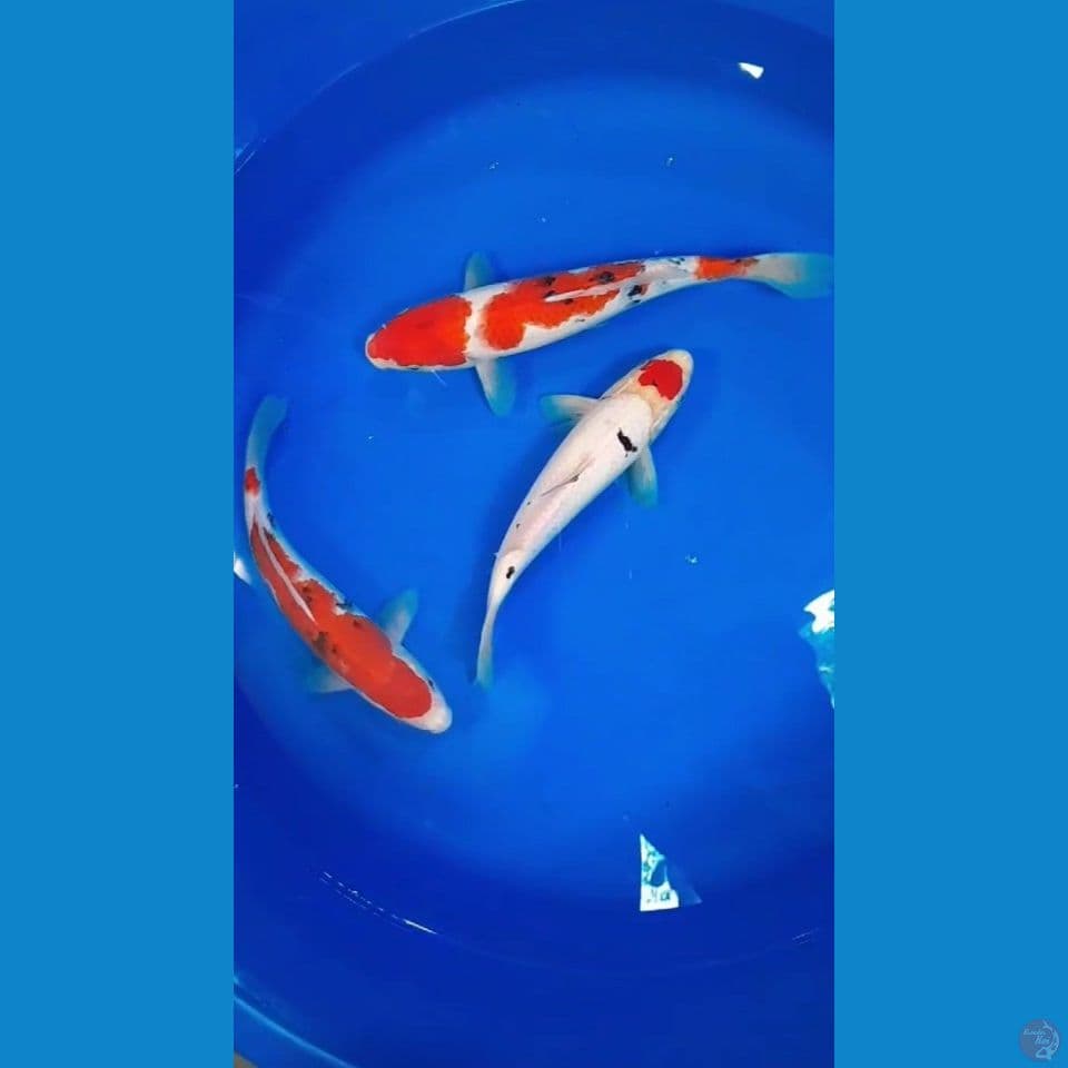 2 ekor (kecuali tanco) 25-27-29cm