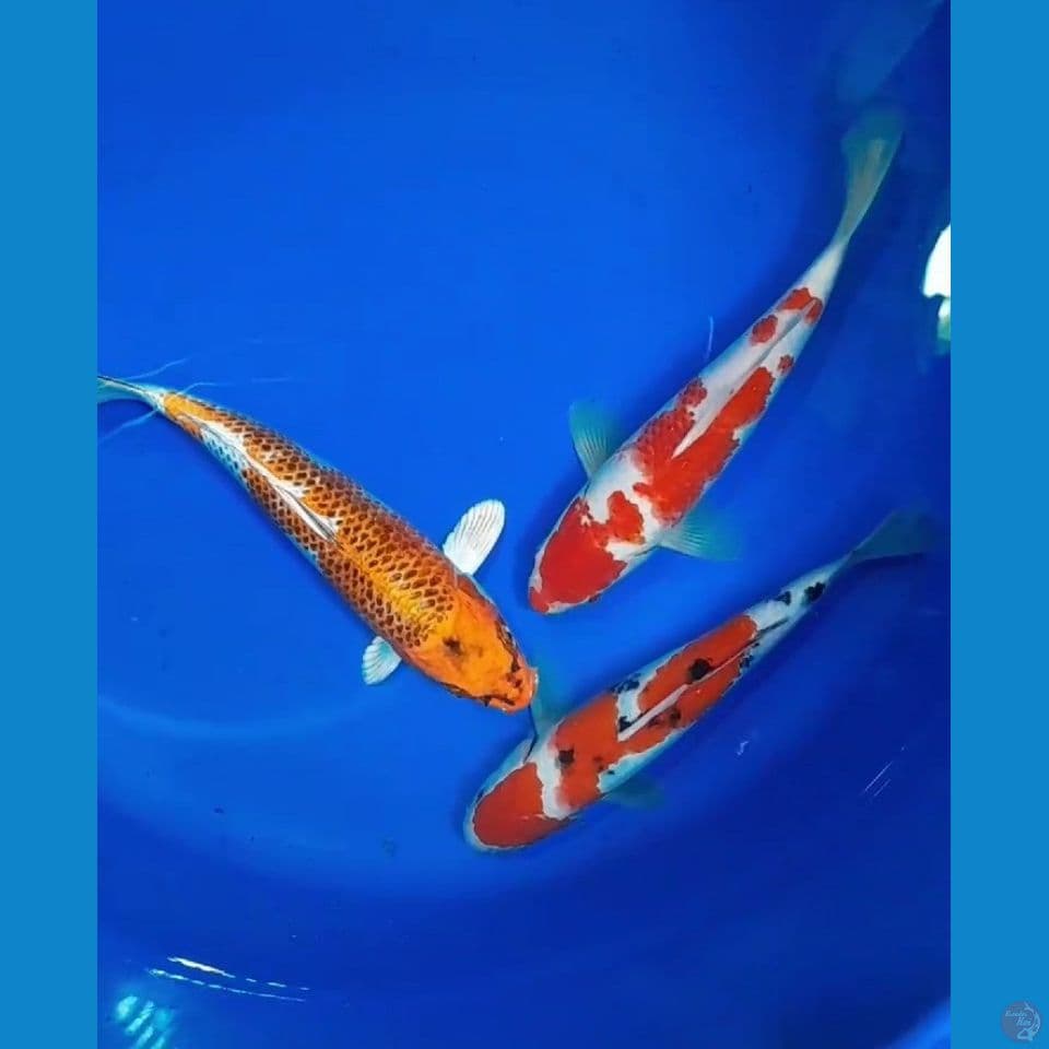 Mix 24-25-26cm