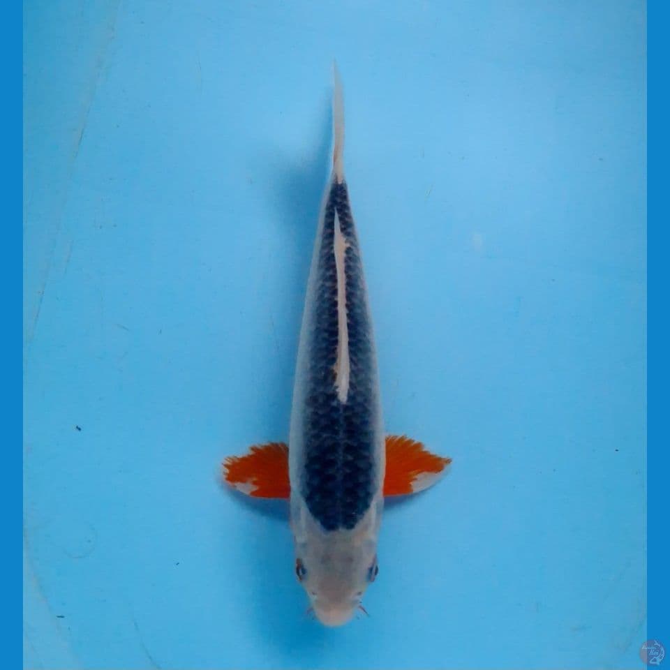 asagi 24cm (male)