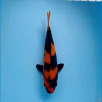 hiutsuri 29cm 