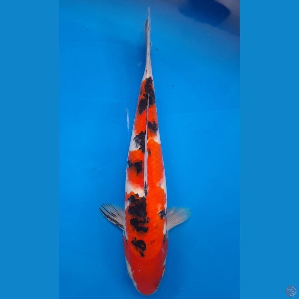 sanke 30cm