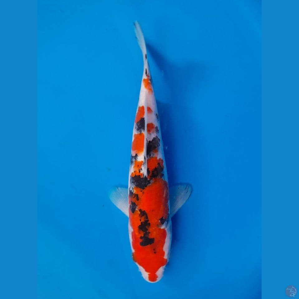 sanke 23cm