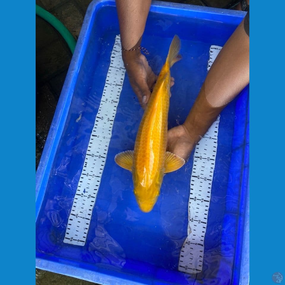 punuk karashi jantan