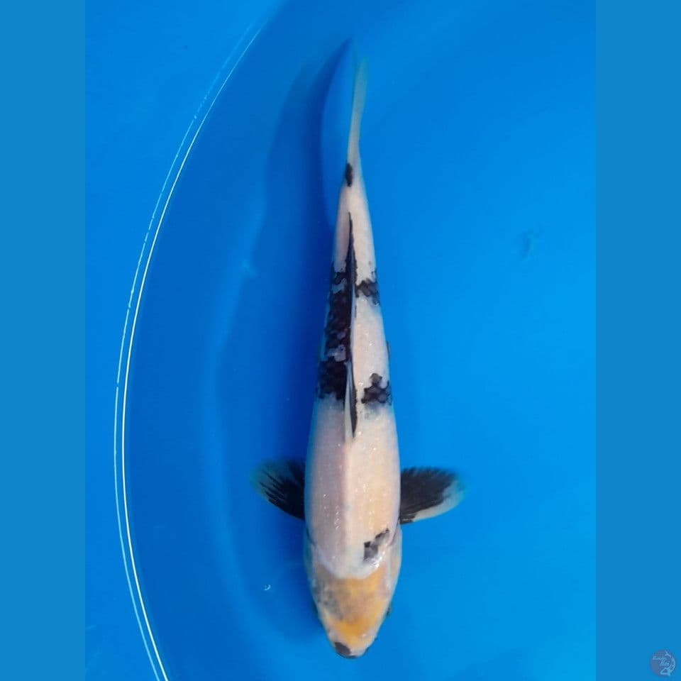 shiro 27cm