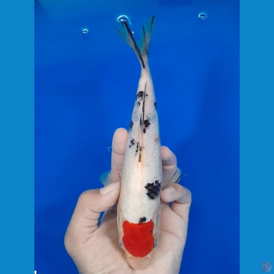 tanco sanke 24cm