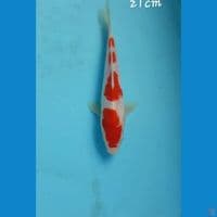 Kohaku 21cm