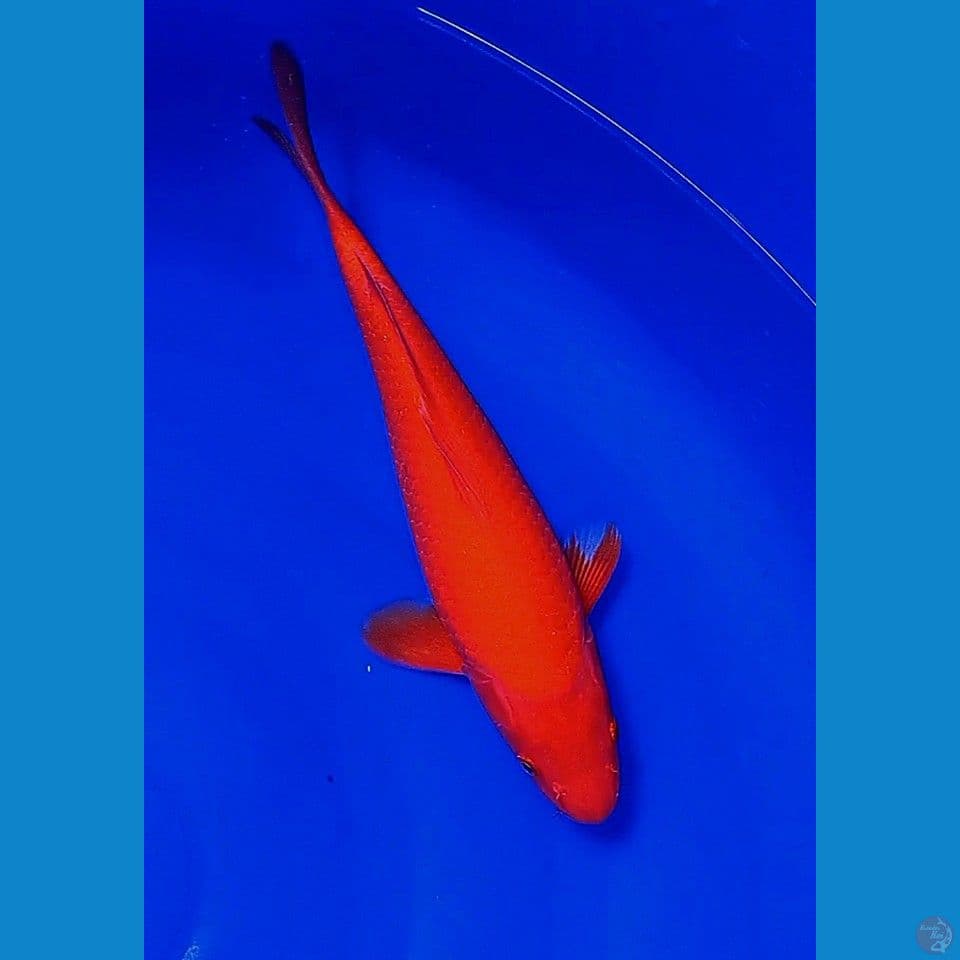 33cm super red hajiro