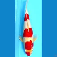 Kohaku step 3 red strong