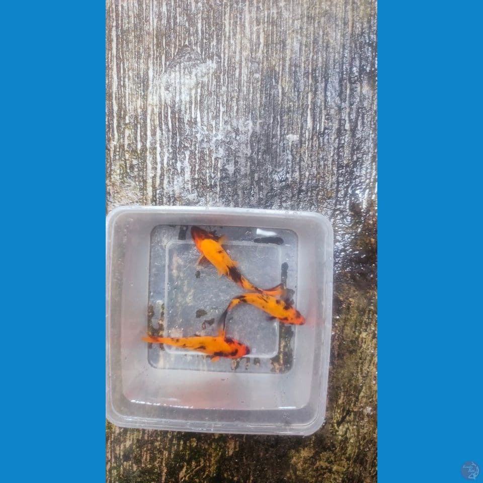 3ekor Hi-Utsuri Bahan Keep 12-13cm™