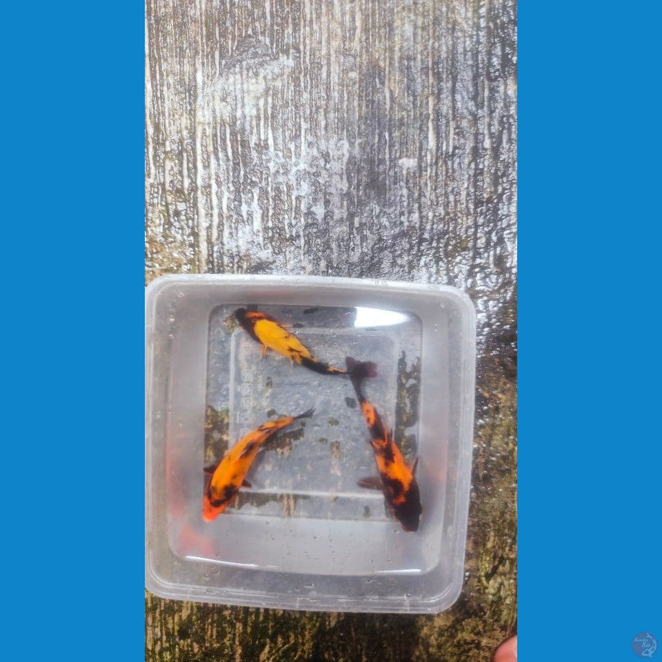 3ekor Hi-Utsuri 13-14cm™
