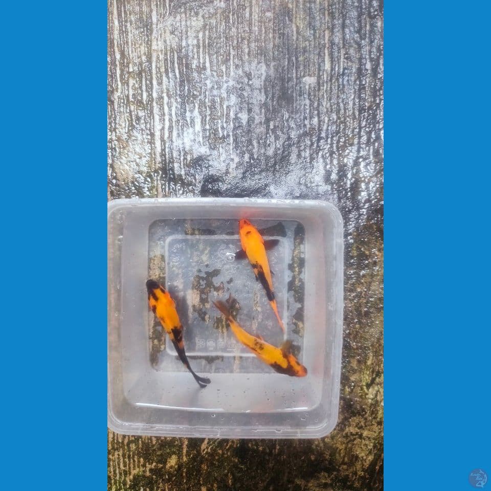 3 ekor Hi-Utsuri 13cm™