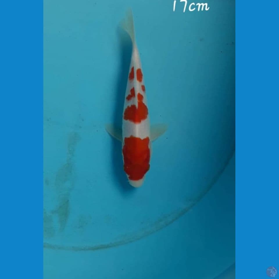 Kohaku 17cm