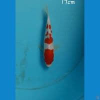 Kohaku 17cm