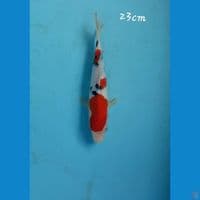 Sanke 23cm