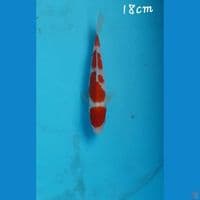 Kohaku 18cm