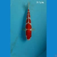 Kohaku 21cm