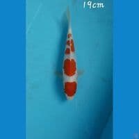 Kohaku 19cm