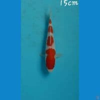 Kohaku 15cm