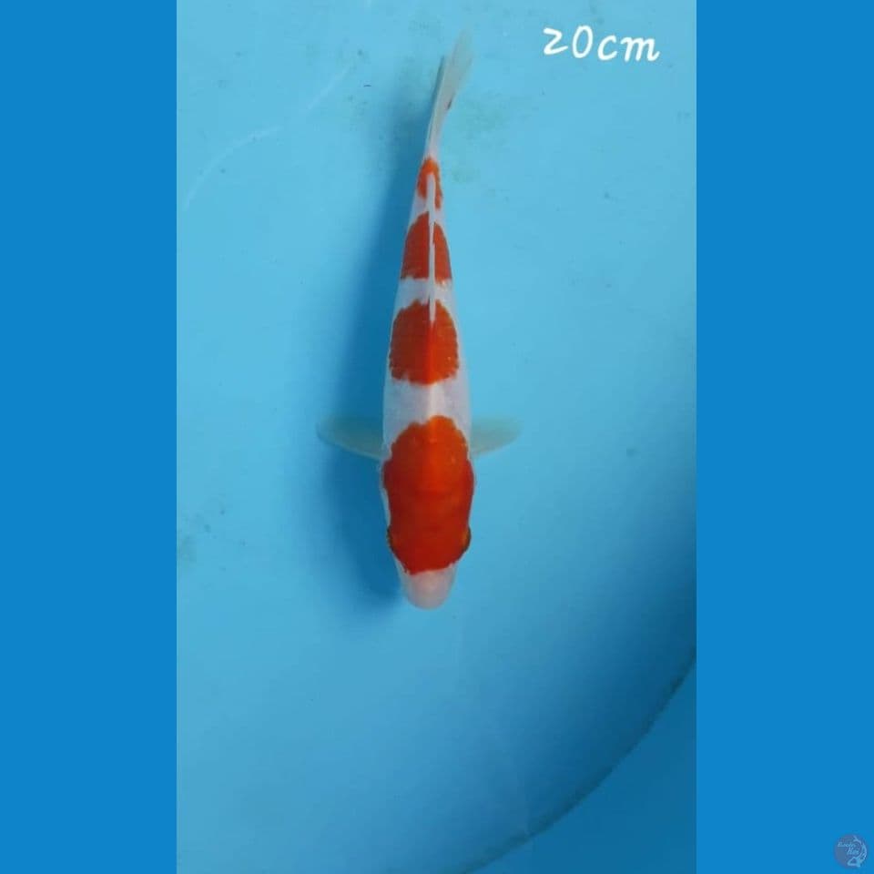 Kohaku 20cm