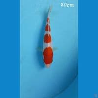 Kohaku 20cm