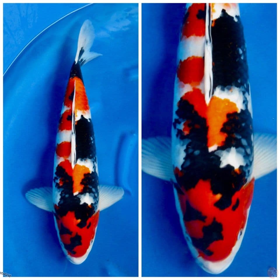 Showa Isai F1 Jumbo 57cm 