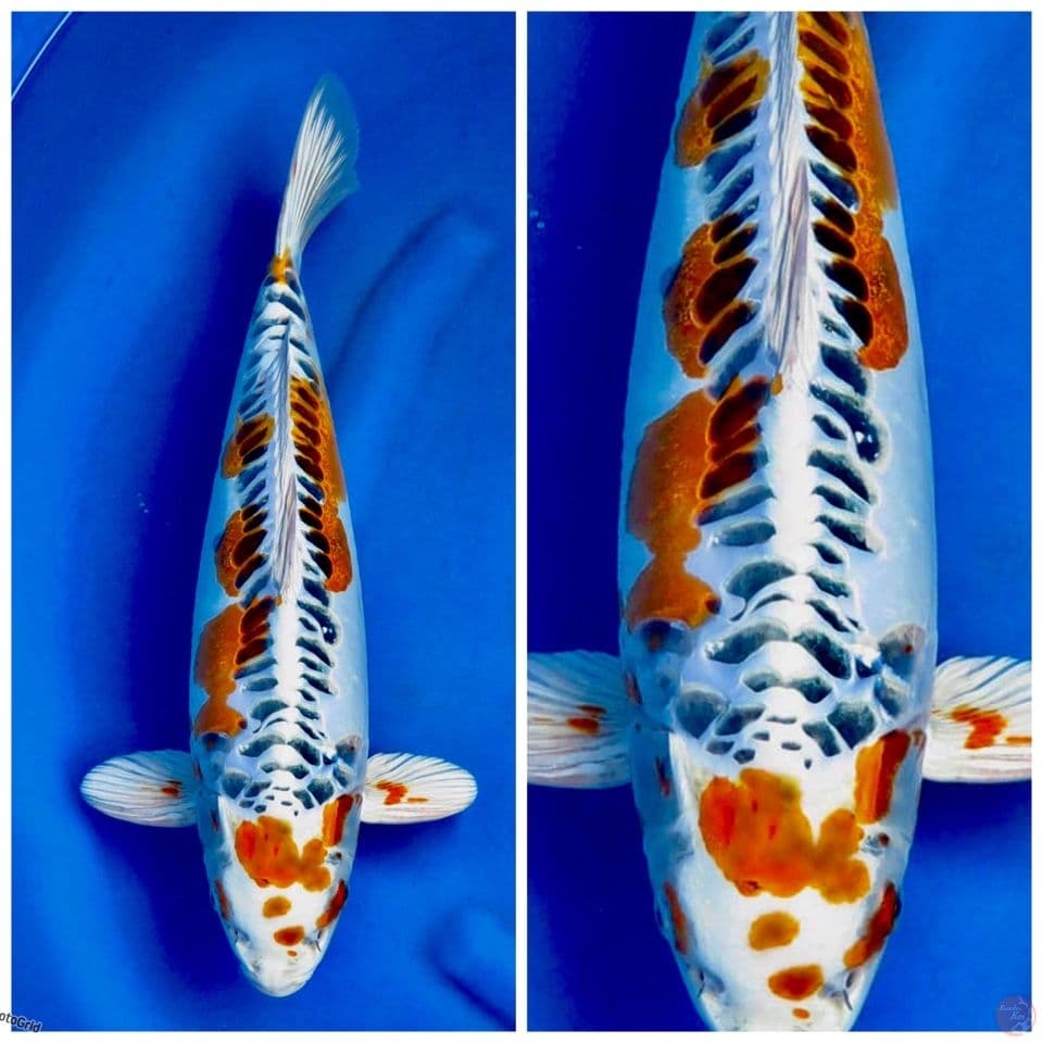 kikkoryu jumbo juara 1 58cm