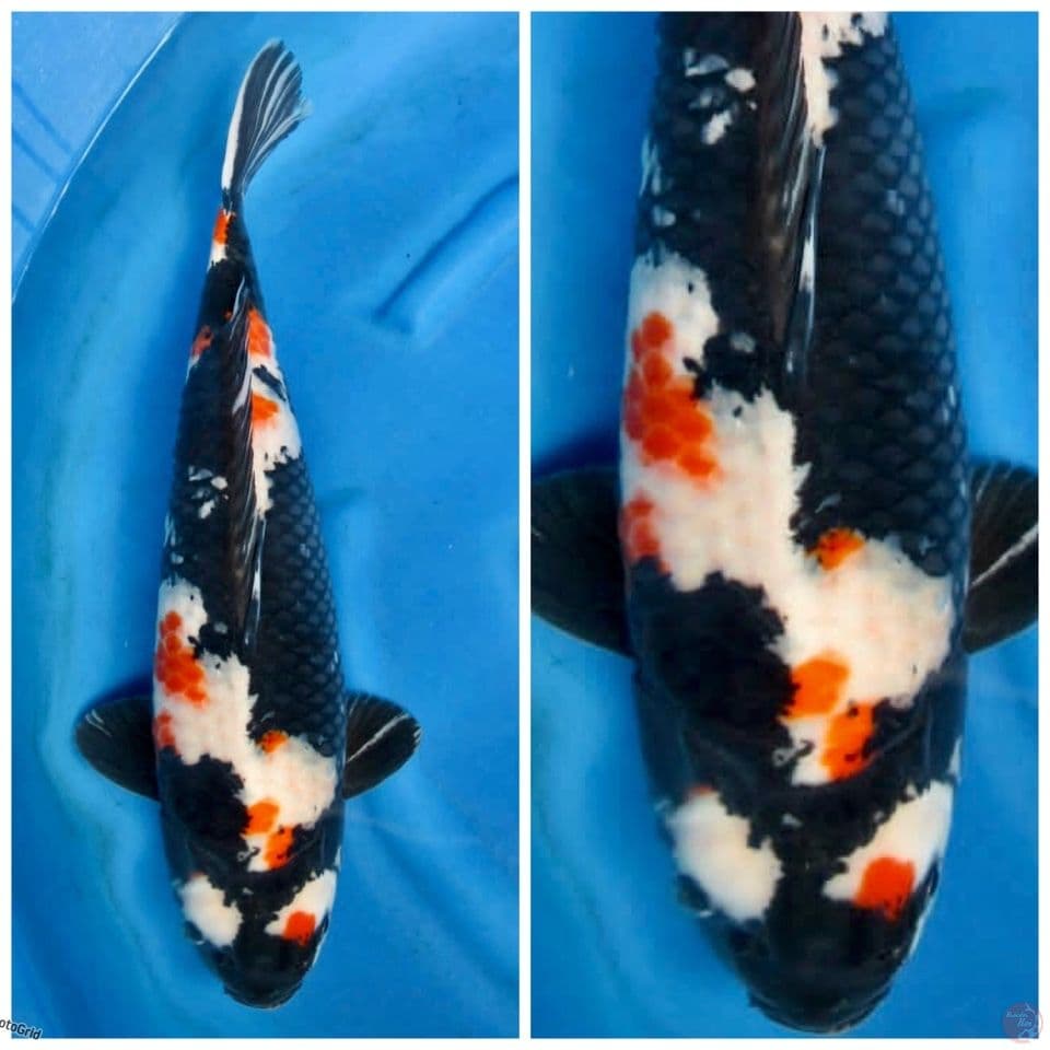 Kindai showa Balck 55cm super jumbo 