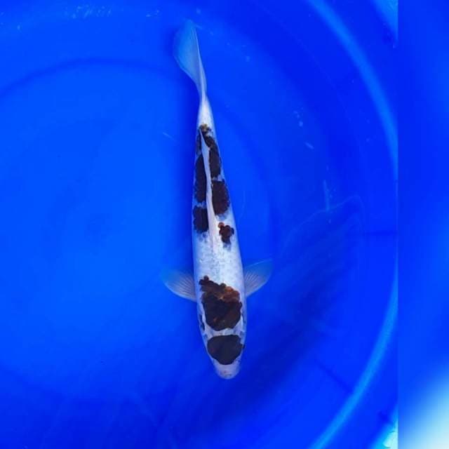 MARUTEN GOROMO 34CM MALE