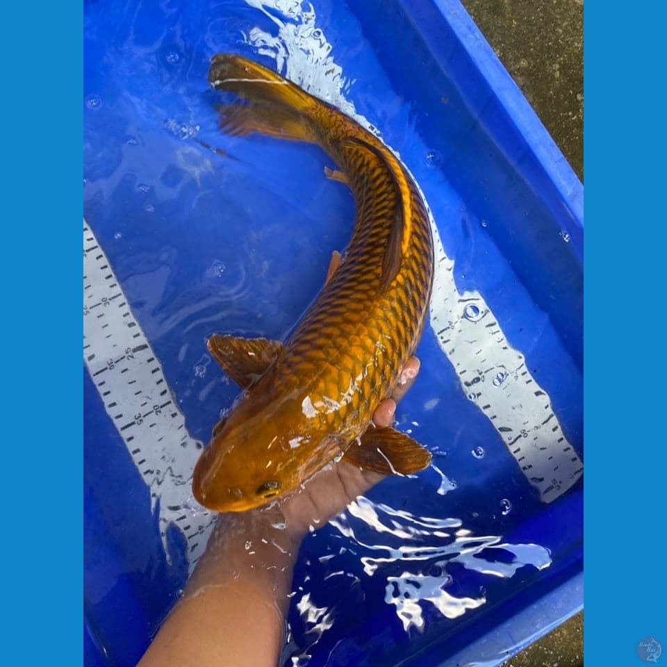 chagoi jumbo net