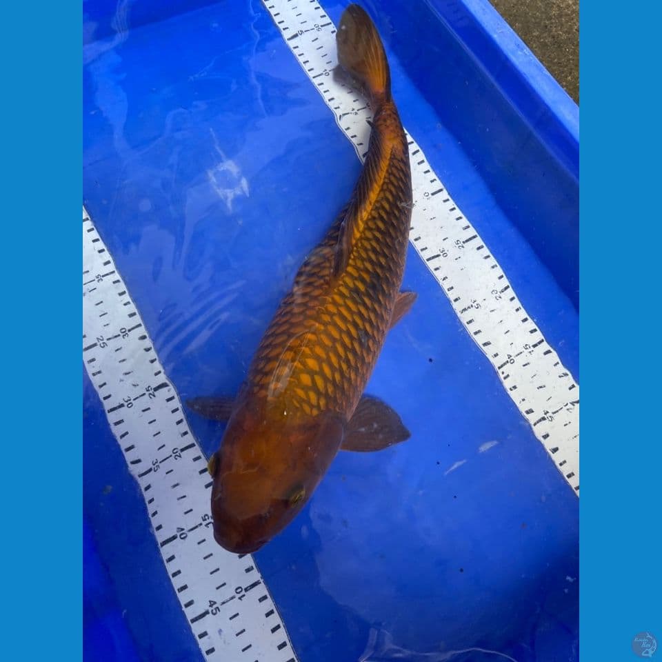 jantan net bagus chagoi