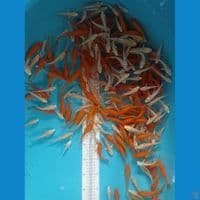 platinum kumpay & benigoi sz 7-13 250 ekr