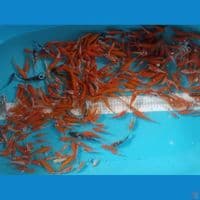 kohaku benigoi mix showa dikit sz 5-10 300 ekr