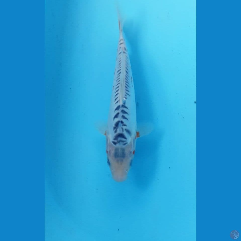 Shusui 24cm