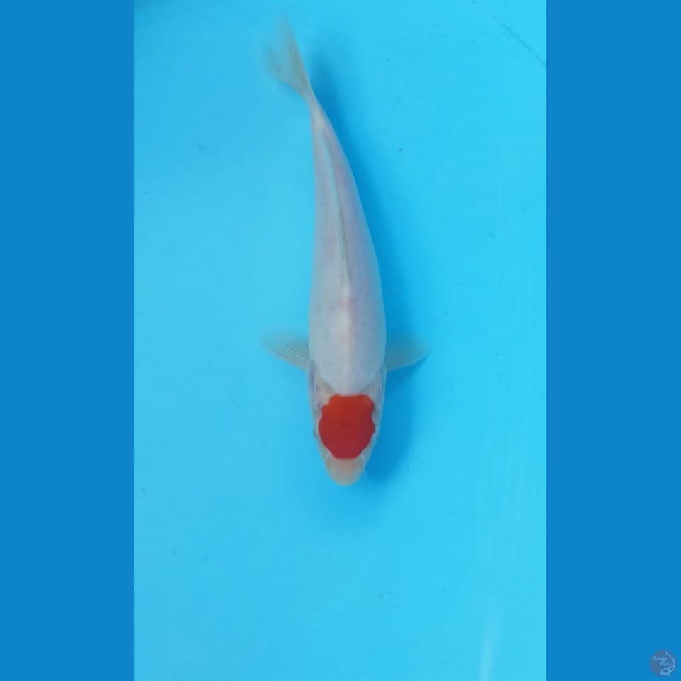 Tancho 20cm