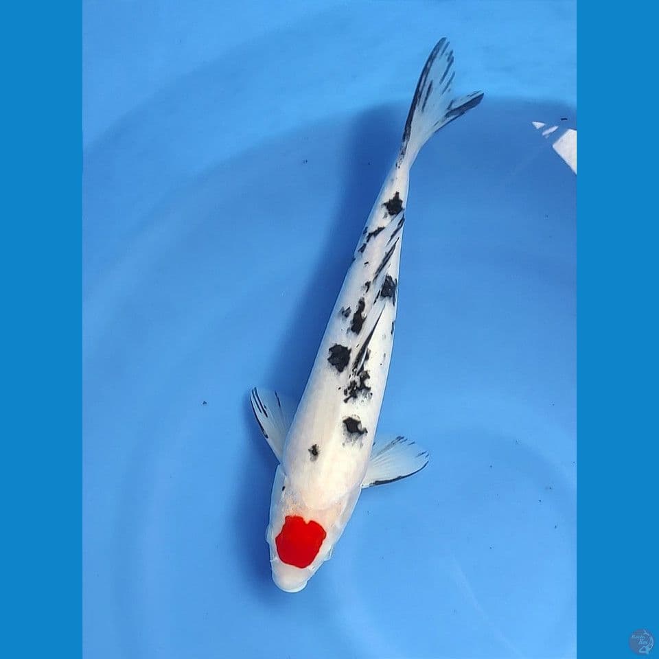 Tancho Sanke 34cm