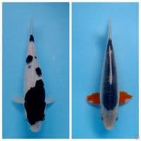 24,29cm 