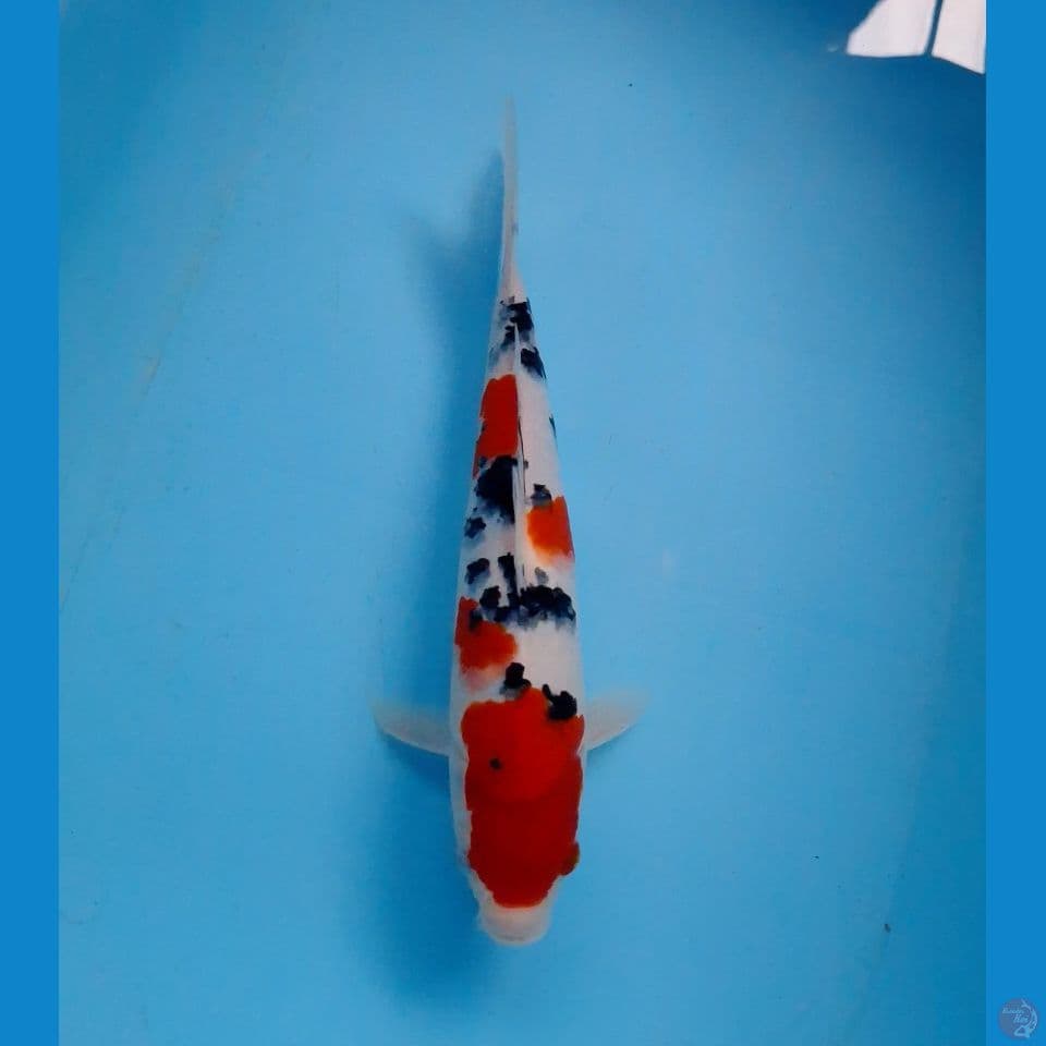 taisho sanke 34cm (male)