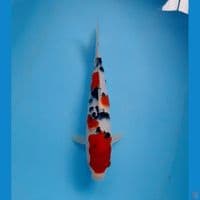 taisho sanke 34cm (male)