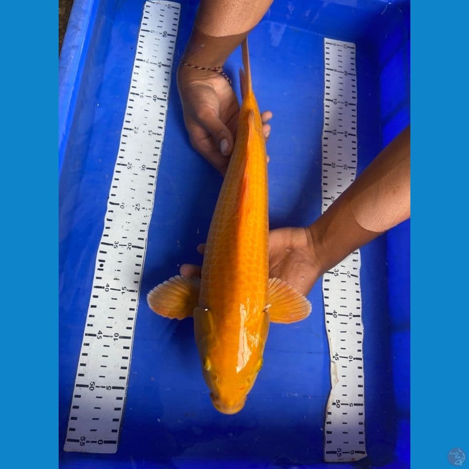 jantan 42 karamel