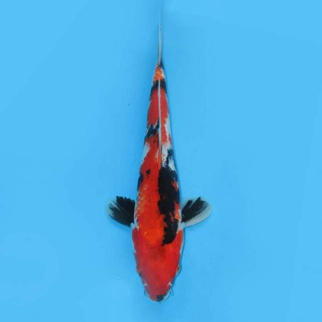 OMOYO SHOWA SANSHOKU MOTOGORO