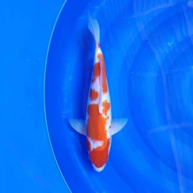 KOHAKU JANTAN 35CM