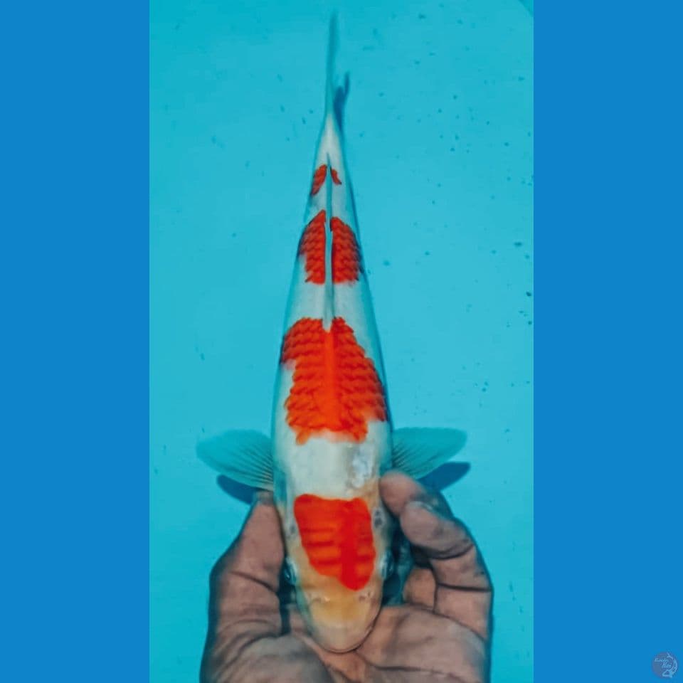 KOHAKU 30