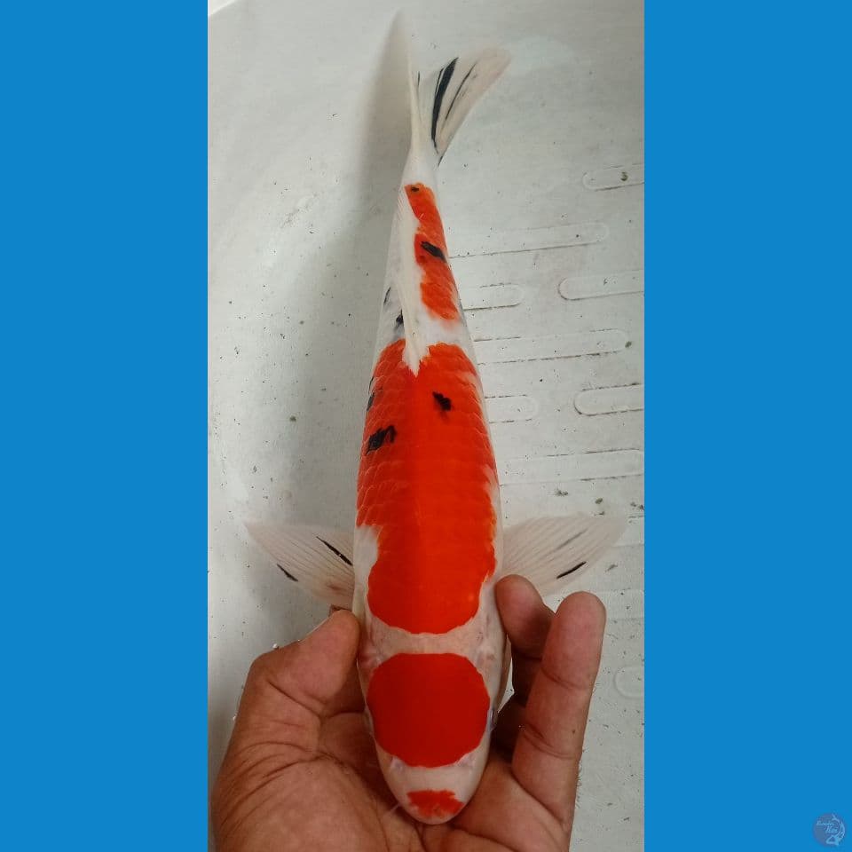 maruten 37