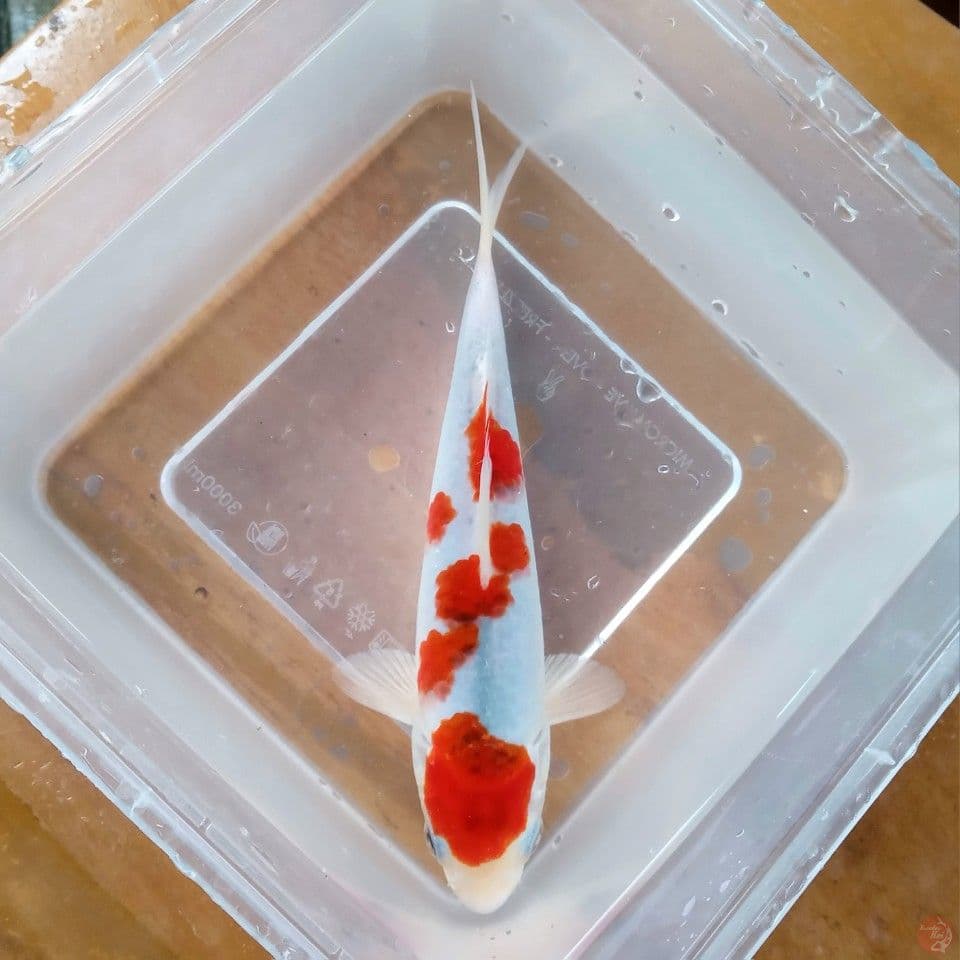 AI GOROMO SAKURA 18CM