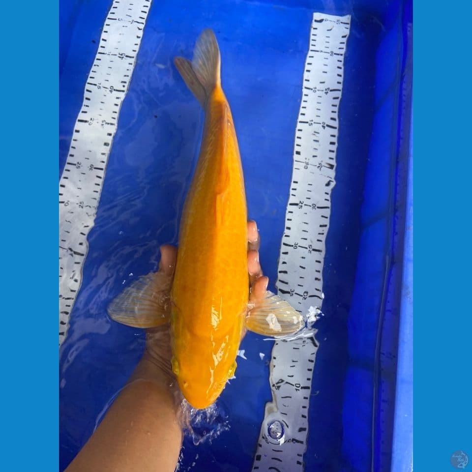 karashi lemon punuk