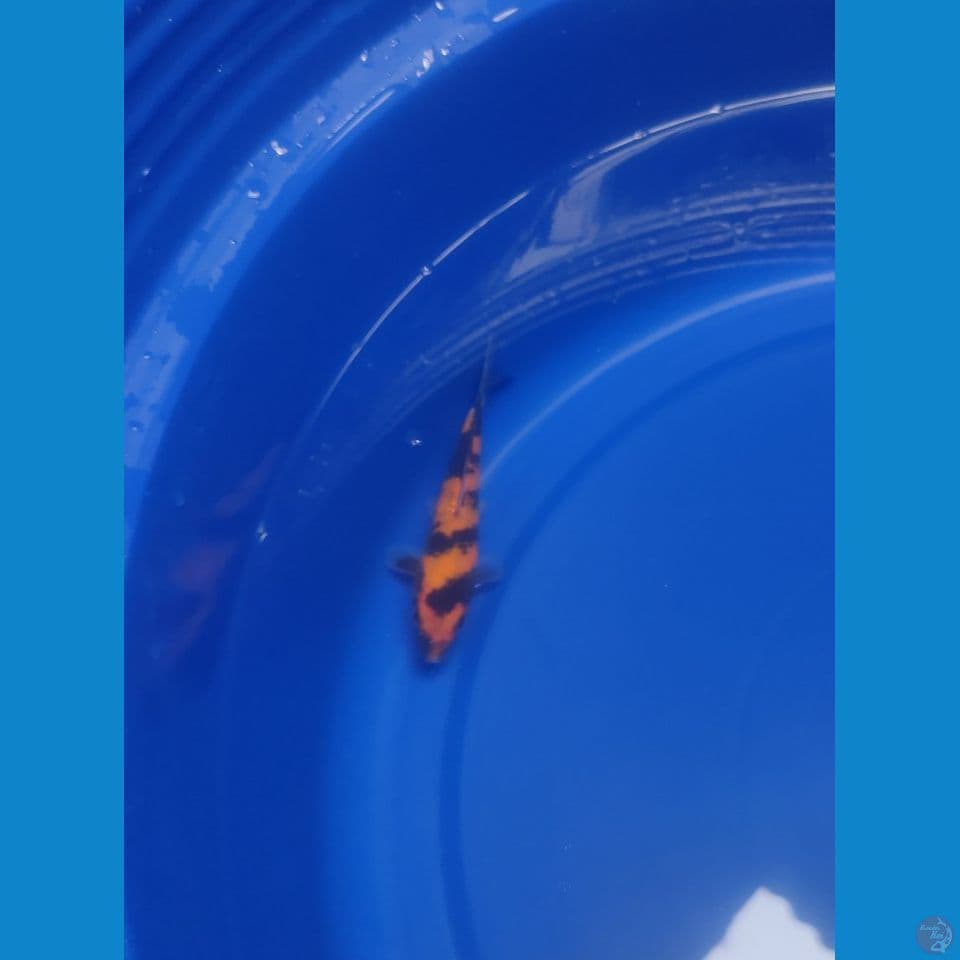 Hi-Utsuri SQ Male 11cm™