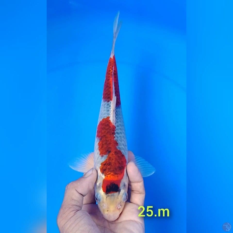 kujaku size : 25cm.m