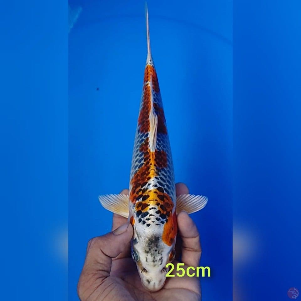 kujaku size : 25cm